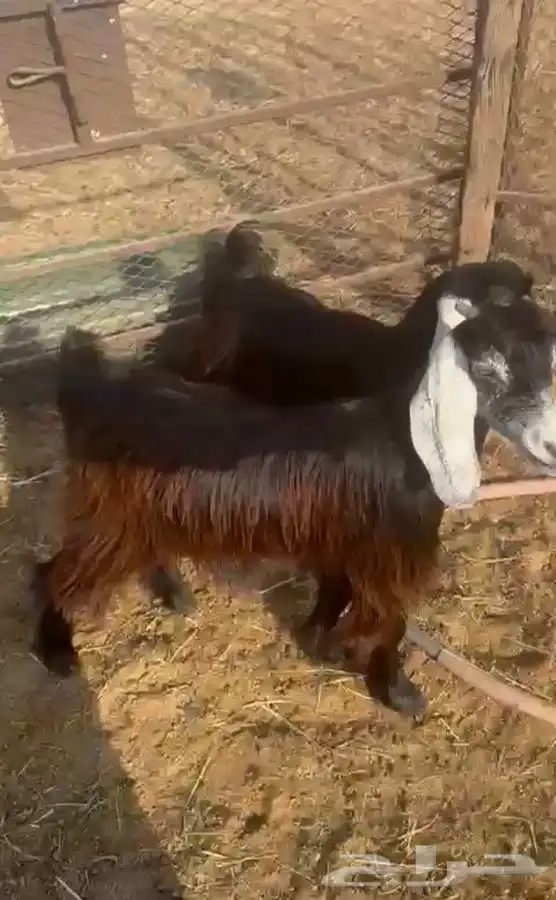 ثنتين جفار عوارض 1