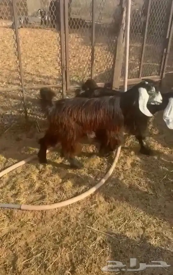 ثنتين جفار عوارض 0