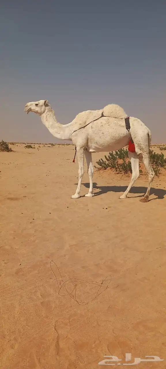 للبيع ناقة عفراء وقعدان 0