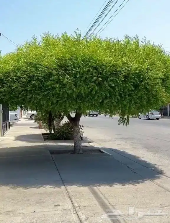 مزارع للحديقة 1