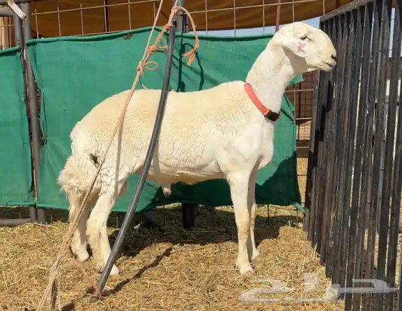 فحل حري صنف ( مشروط ) 1