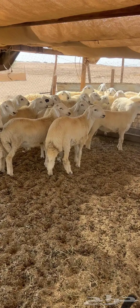 طليان  رخال تيوس 2