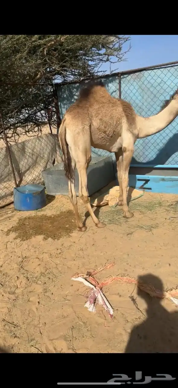 2 قعدان بلديات مغلقه 3