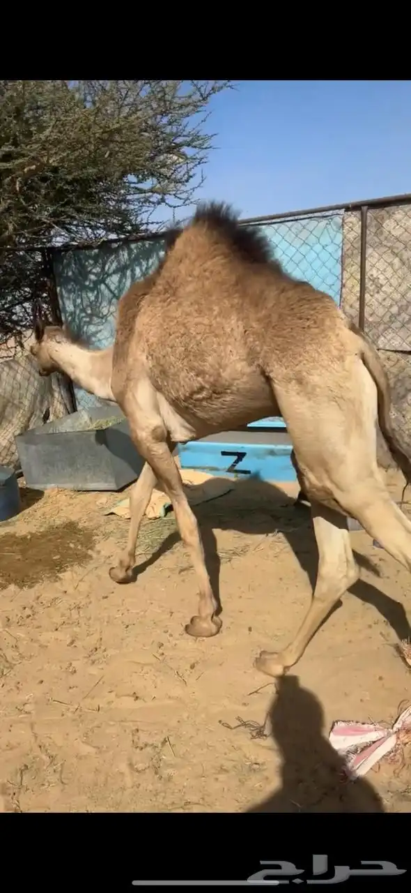 2 قعدان بلديات مغلقه 0