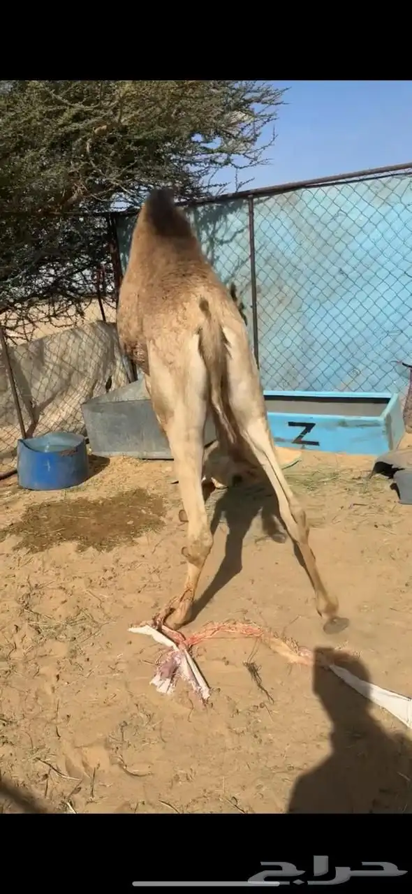 2 قعدان بلديات مغلقه 5