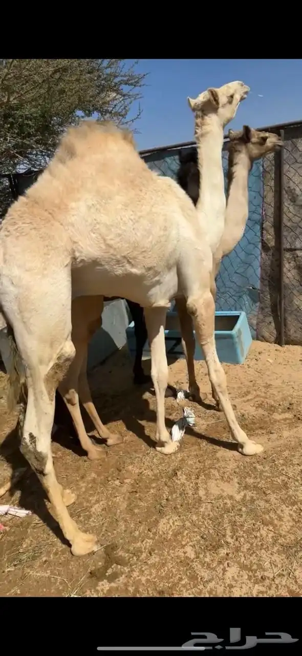 2 قعدان بلديات مغلقه 1