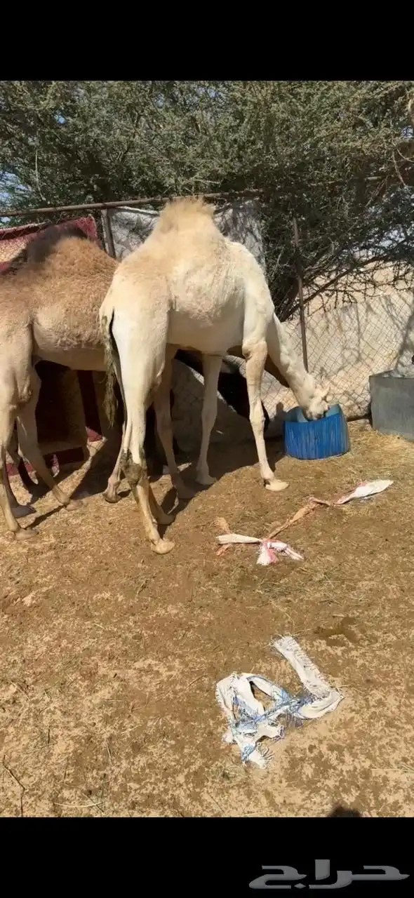 2 قعدان بلديات مغلقه 4