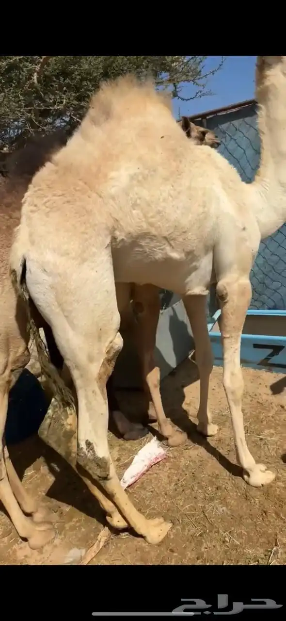 2 قعدان بلديات مغلقه 2