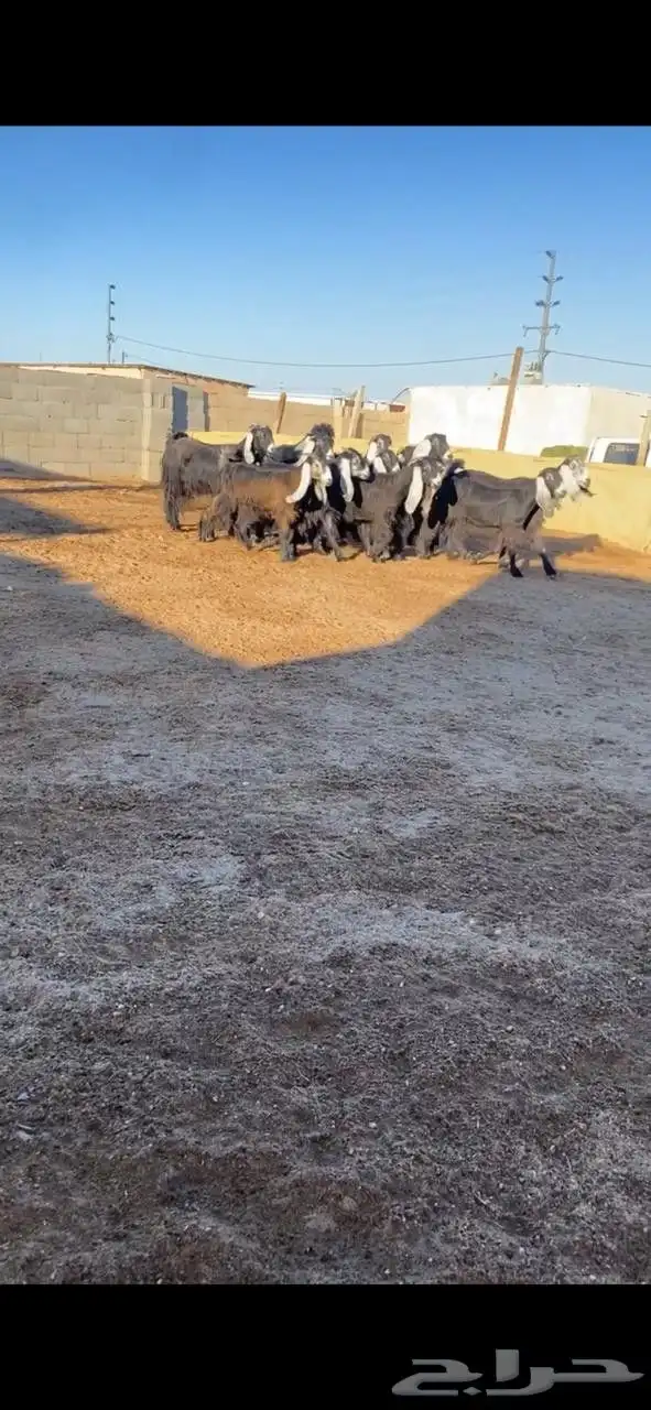 معزا عوارض 0