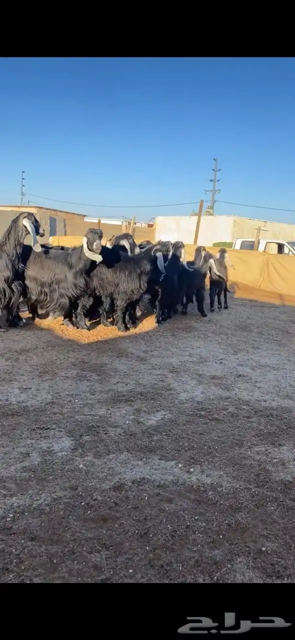 معزا عوارض 2