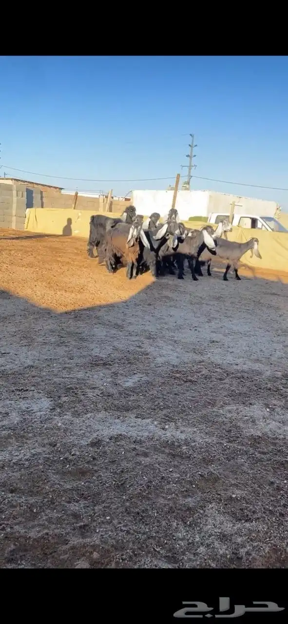 معزا عوارض 1