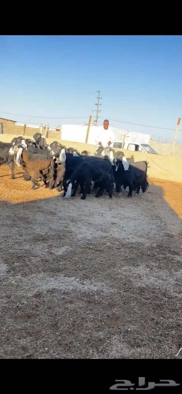 معزا عوارض 3