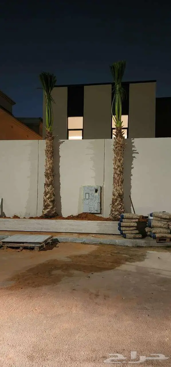 نخل واشنطن واشنطونيا زينه ونخيل عربي 7