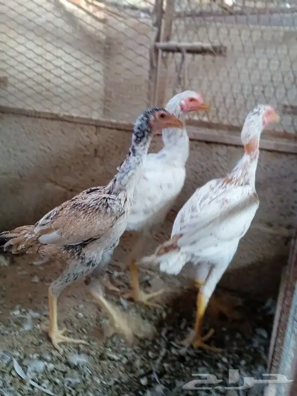 دجاج باكستاني بياض ديوك باكستاني صيصان باكستاني 1