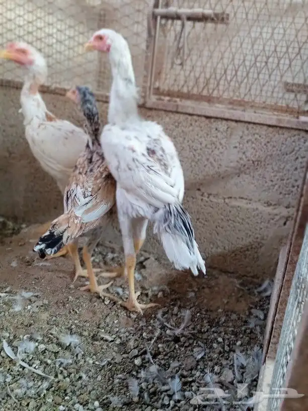 دجاج باكستاني بياض ديوك باكستاني صيصان باكستاني 0