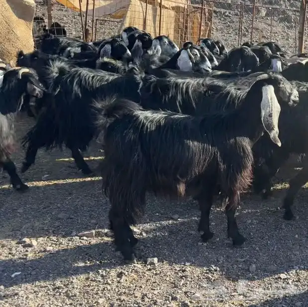 معزاء مراح وصغار سن 9