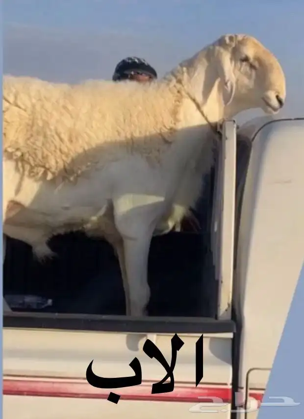 فحل حري صنف ( مشروط ) 4