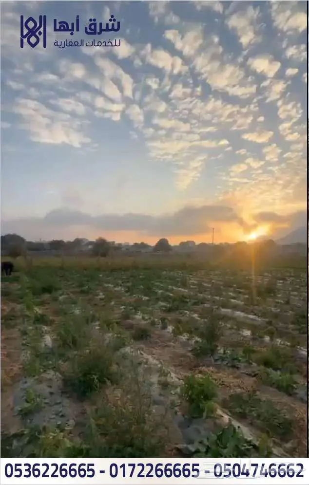 ارض زراعية بها بيت للبيع - حي النسيم - تنومه 0
