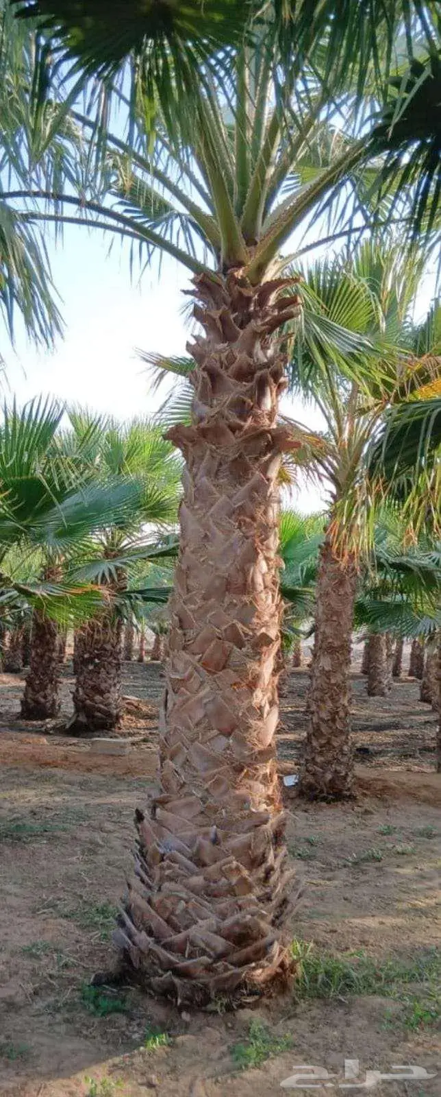 نخل واشنطن واشنطونيا زينه ونخيل عربي 18
