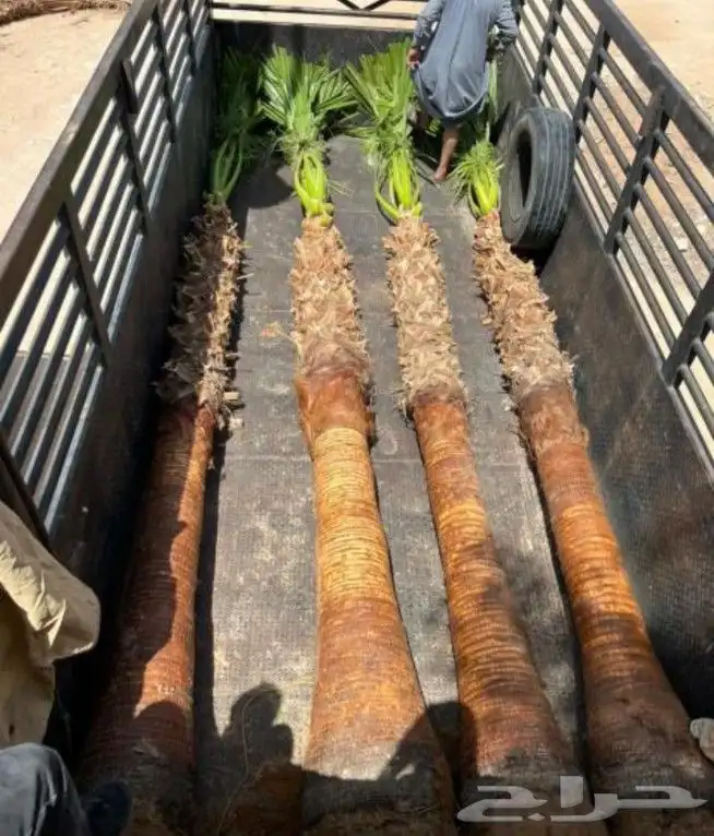 نخيل واشنطني زينه 2