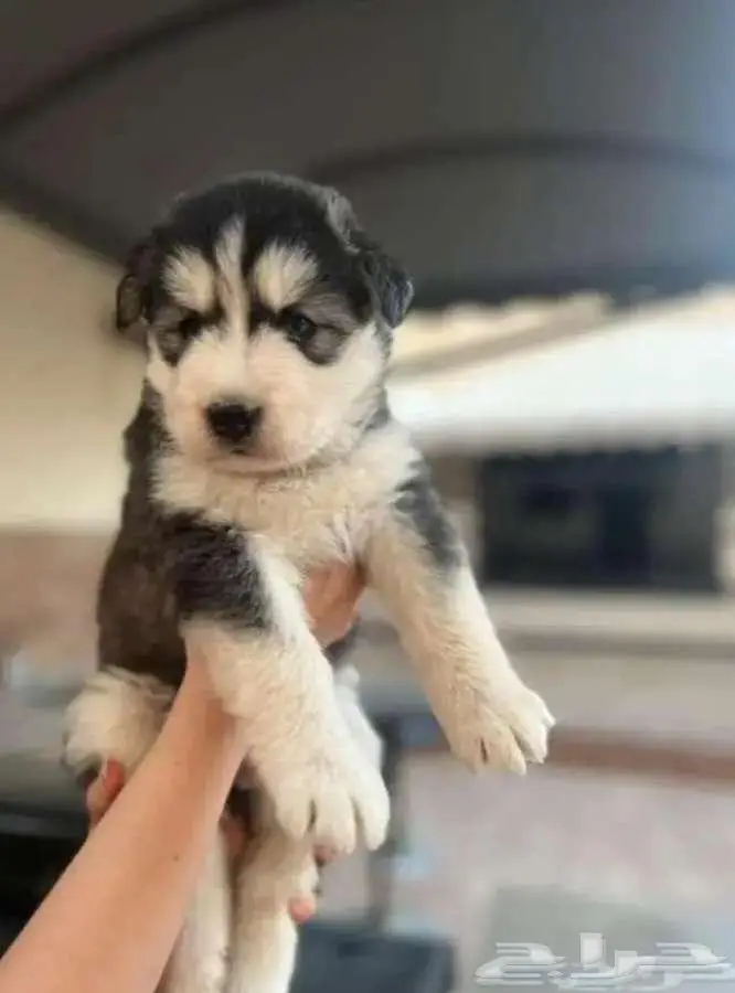 محتاج كلب للتبني واحد من هذا الكلبين او اي كلب يكون 1