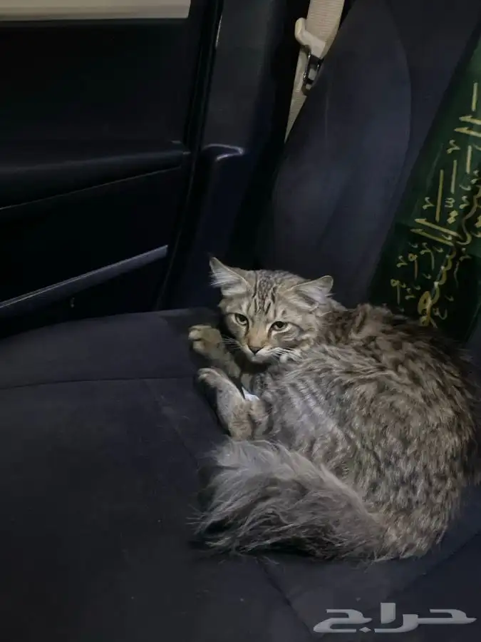 لقيت قط ضايع الي يعرف راعيه يكلمني 0
