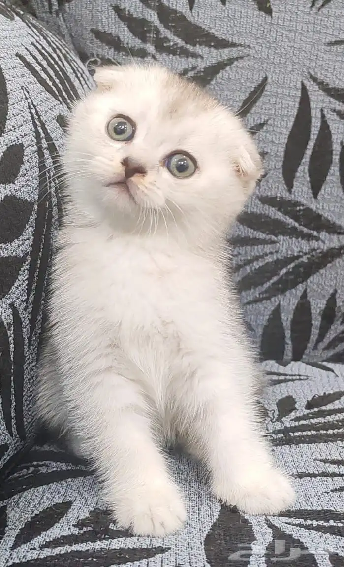 اوتيل قطط جدة وطيور 4