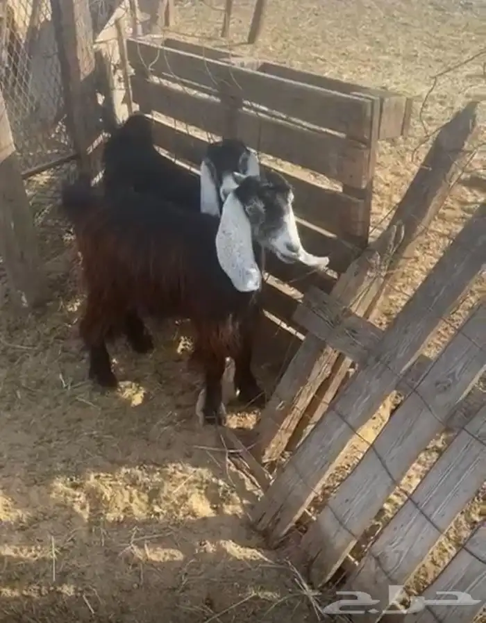 ثنتين جفار عوارض 2