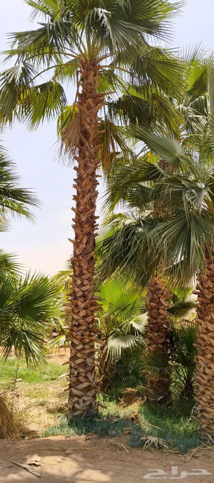 نخل واشنطن واشنطونيا زينه ونخيل عربي 17