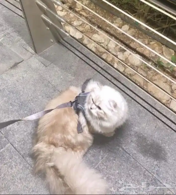 قط ذكر شيرازي سكوتش فاخر من الآخر 3