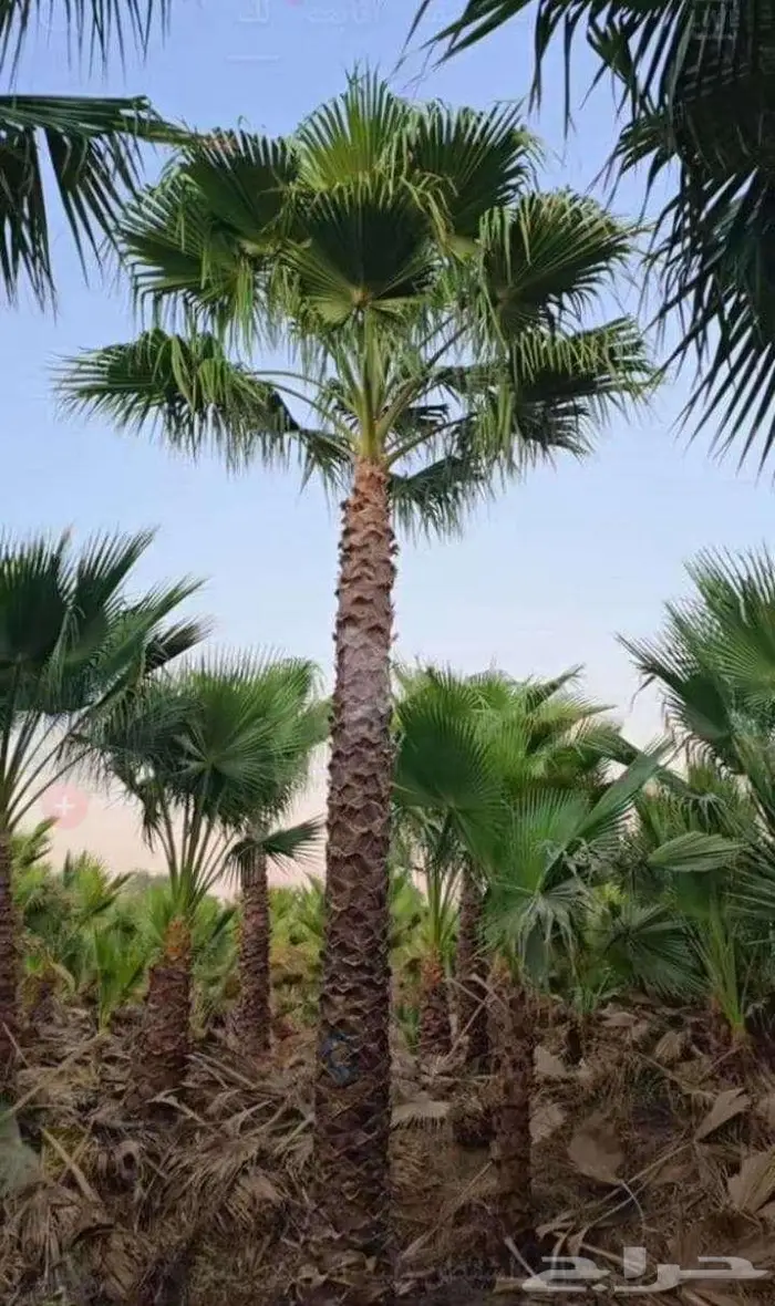 نخل واشنطن واشنطونيا زينه ونخيل عربي 9