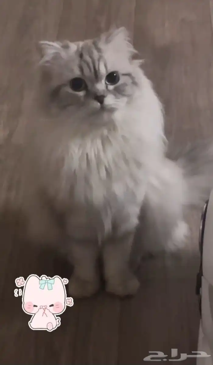 قط ذكر شيرازي سكوتش فاخر من الآخر 1