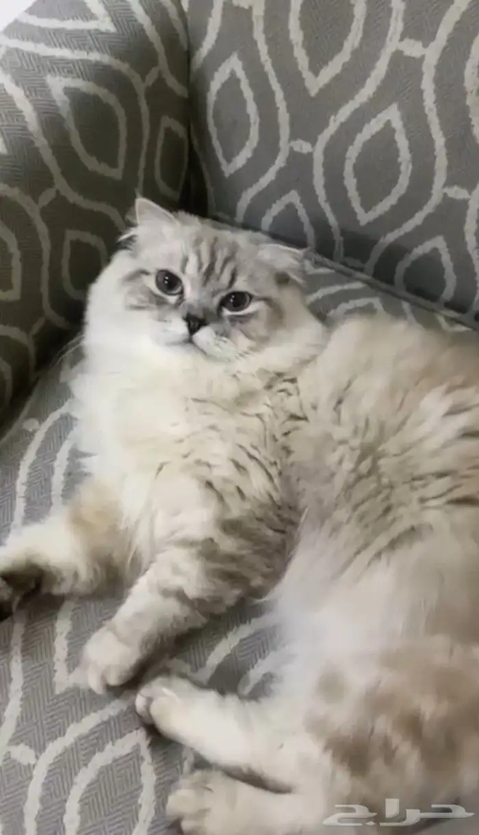 قط ذكر شيرازي سكوتش فاخر من الآخر 0