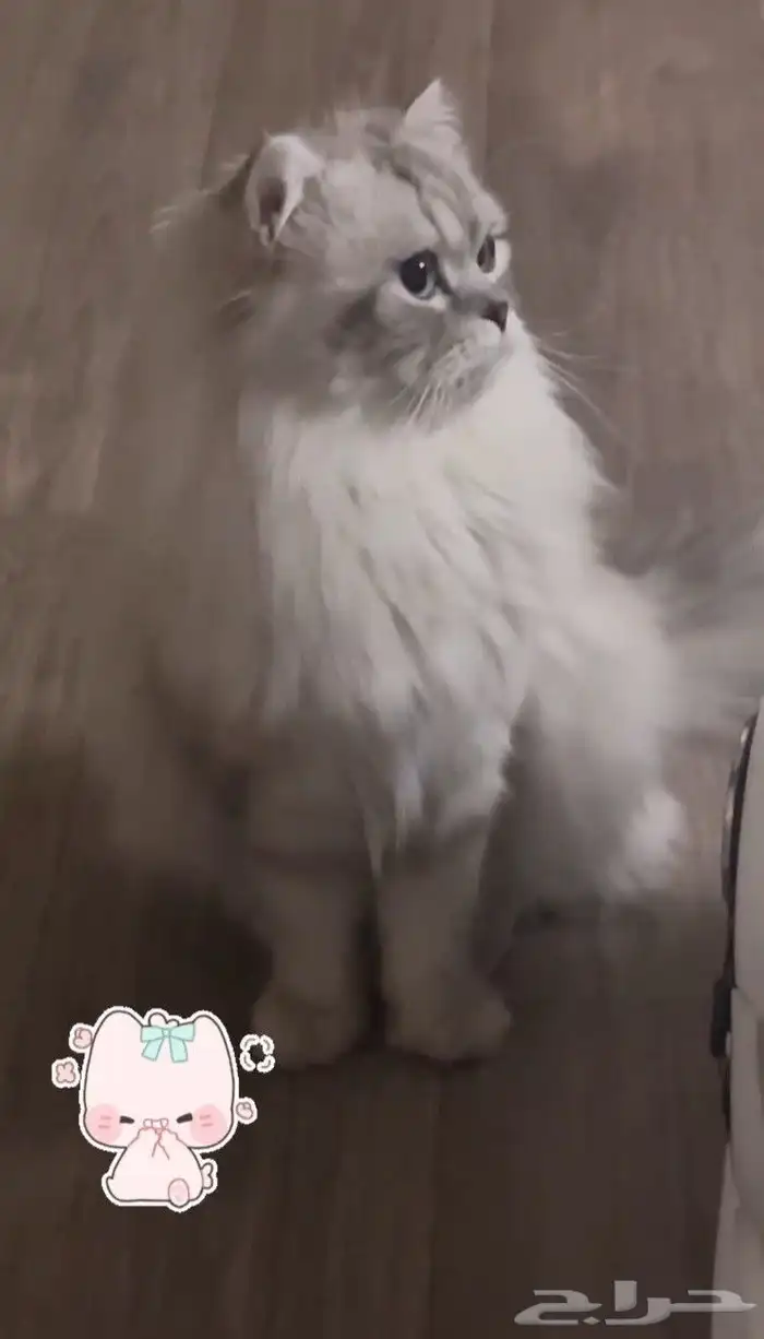 قط ذكر شيرازي سكوتش فاخر من الآخر 2