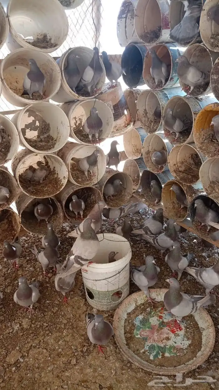 حمام فرنسي جامبو 0