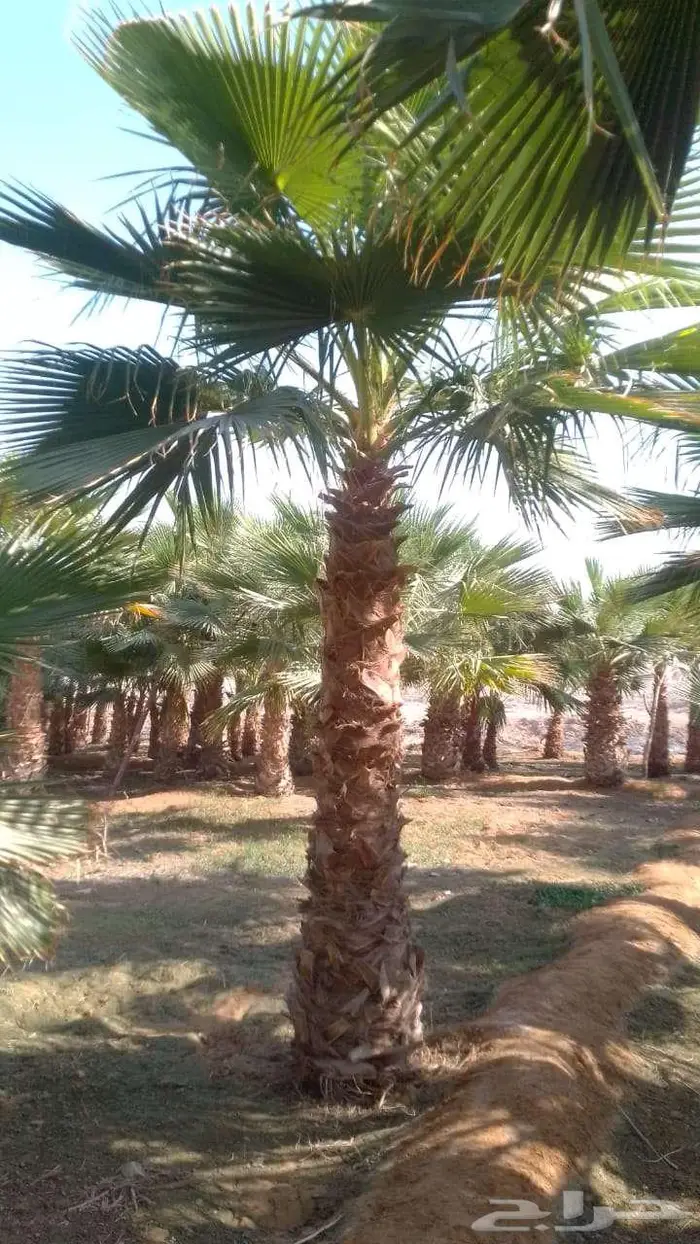 نخل واشنطن واشنطونيا زينه ونخيل عربي 15