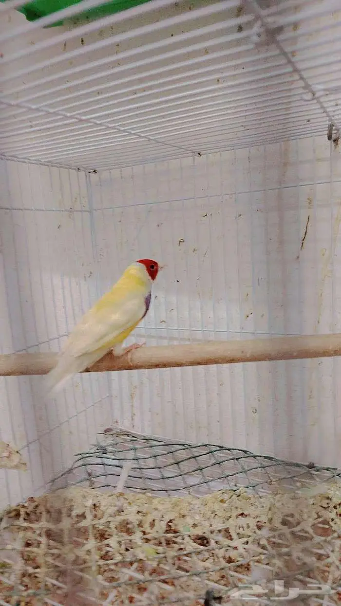 ذكر قولدن فينش (تم البيع) 4