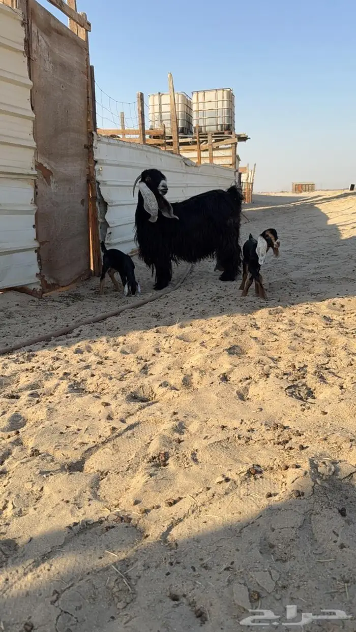 للبيع معزا مقاني طيبه 1