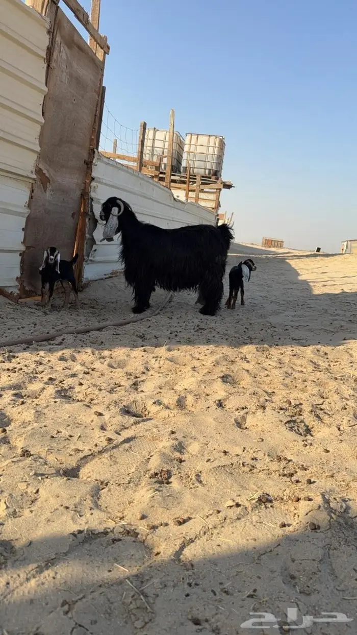 للبيع معزا مقاني طيبه 2