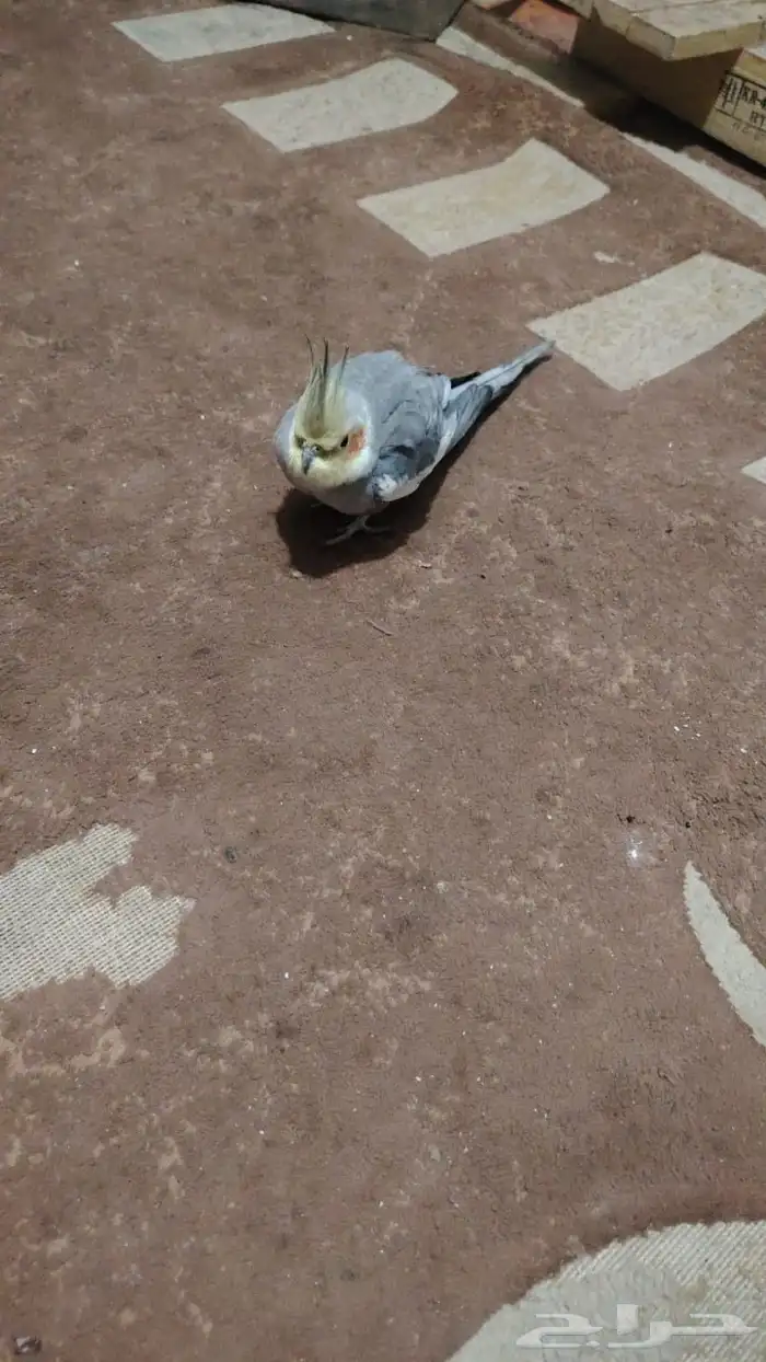 طائر كوكتيل كلورفينيا 2