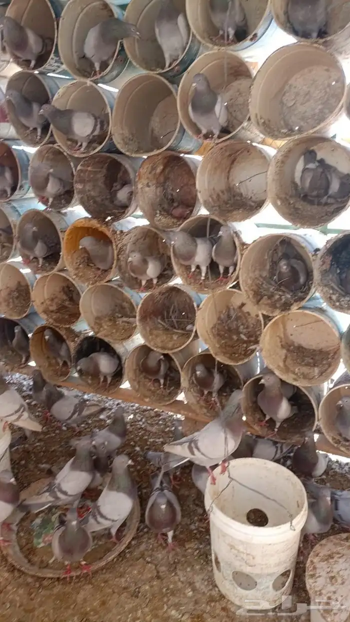 حمام فرنسي جامبو 1