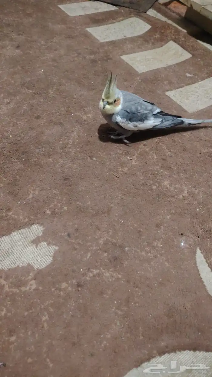 طائر كوكتيل كلورفينيا 1