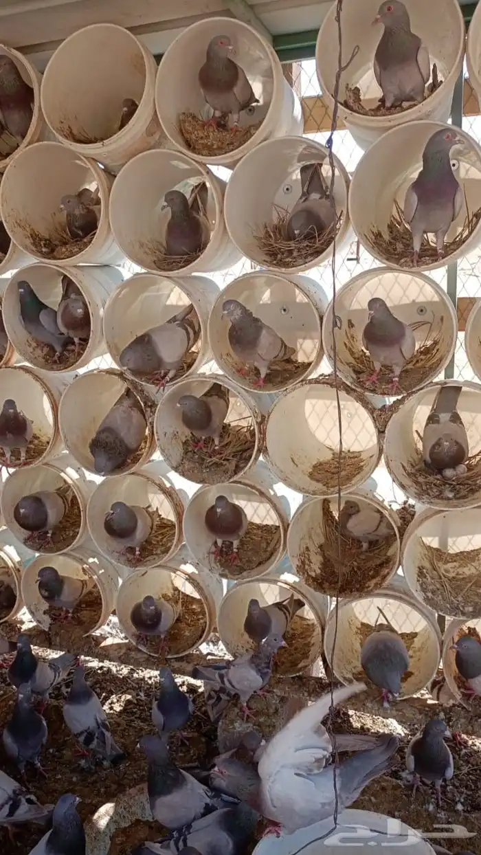 حمام فرنسي جامبو 2