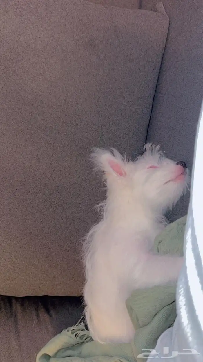 كلبة مالتيبو هجين متدربة ومتطعمة جميع تطعيماتها 0