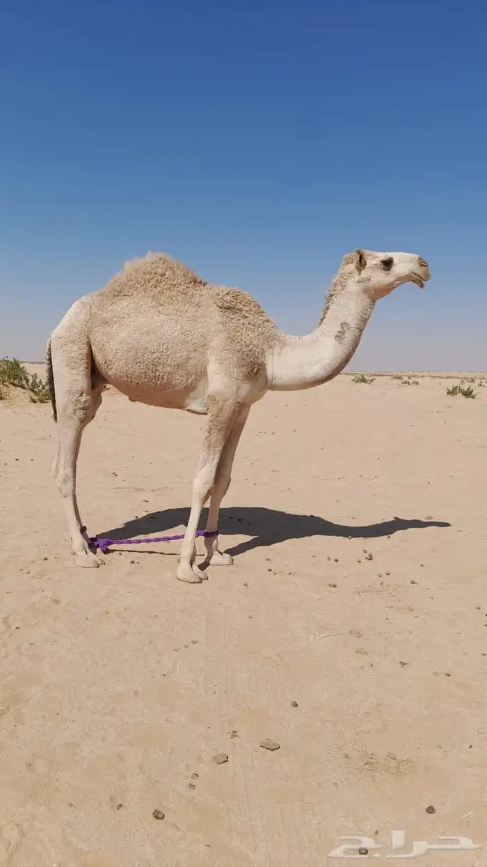 للبيع ناقة عفراء وقعدان 3