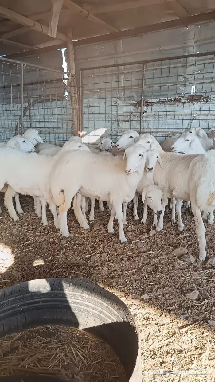 رخال مهجنه ابوها حري والام رفيد عدد20 2