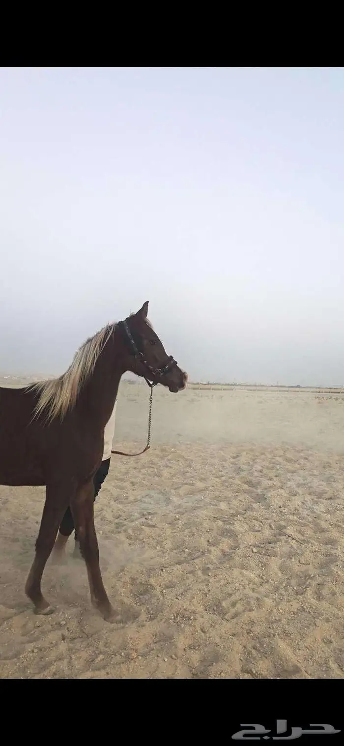 مهر أشقر مذهب واهو للييع 1