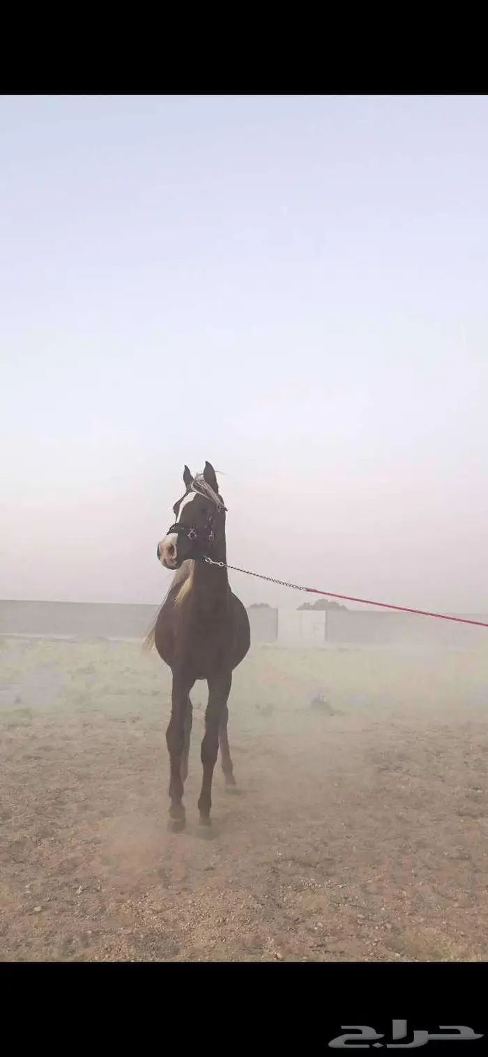 مهر أشقر مذهب واهو للييع 2