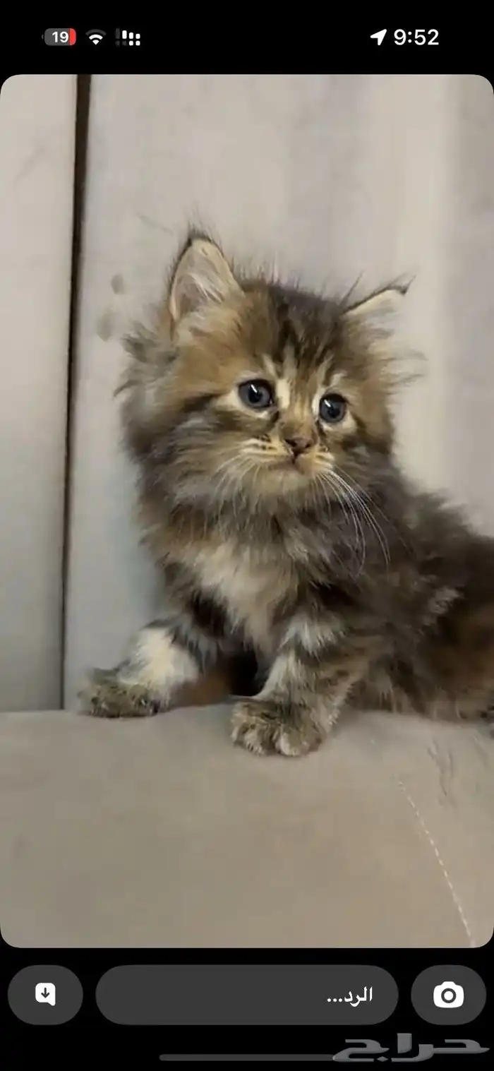 شيرازي لتبني 1