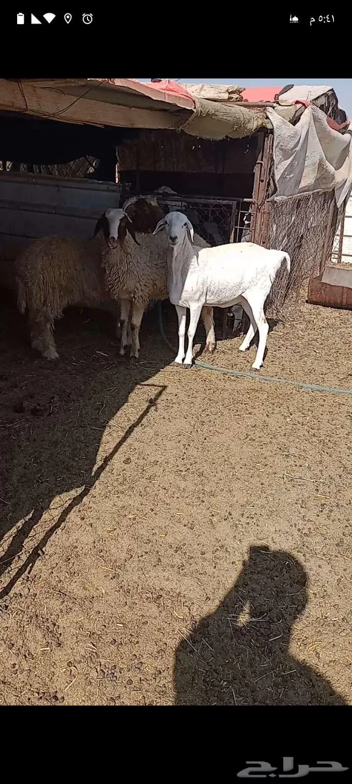 ثنيه اولاد الديره 0